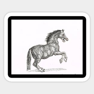 Stallion Sticker